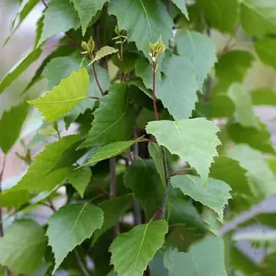 Береза ФАСТИГИАТА повислая   Береза ФАСТИГИАТА повислая  в Тамбове