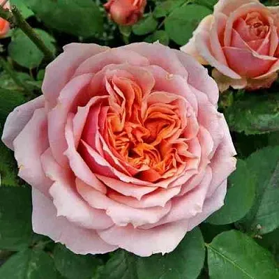 Саженцы роз ПОЛЬ БОКЮЗ шраб  Саженцы роз ПОЛЬ БОКЮЗ шраб в Тамбове