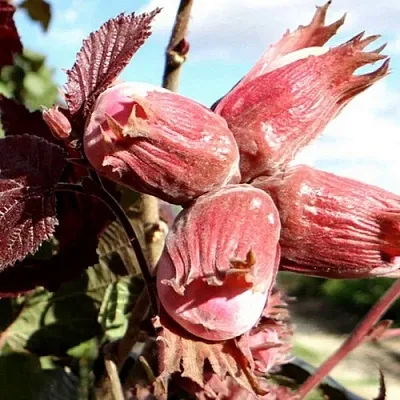 Фундук АЛЫЙ ПАРУС  Фундук АЛЫЙ ПАРУС в Тамбове