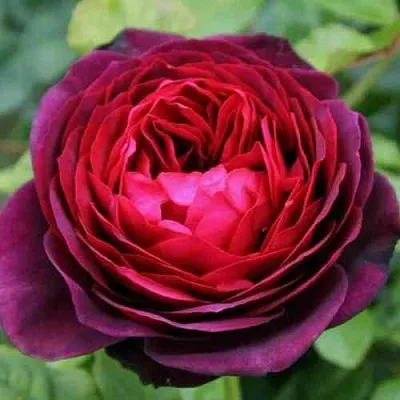 Саженцы роз АСТРИД ГРАФИН ФОН ХАРДЕНБЕРГ шраб  Саженцы роз АСТРИД ГРАФИН ФОН ХАРДЕНБЕРГ шраб в Тамбове