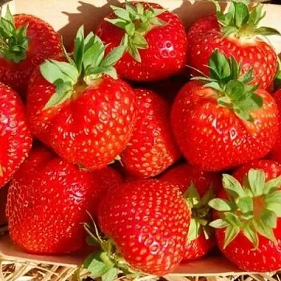 Клубника ЭЛЬСАНТА  Клубника ЭЛЬСАНТА в Тамбове