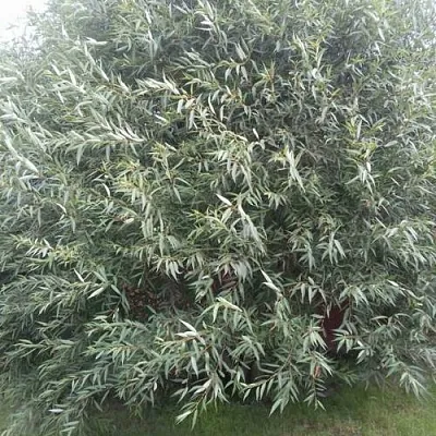 Ива СЕРЕБРИСТАЯ  Ива СЕРЕБРИСТАЯ в Тамбове