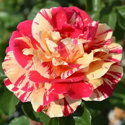 Саженцы роз ВАНИЛЛА ФРАЙЗ плетистая  Саженцы роз ВАНИЛЛА ФРАЙЗ плетистая в Тамбове