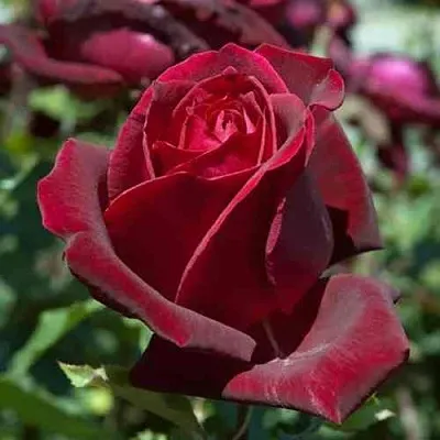 Саженцы роз ПАПА МЕЙЯН чайно-гибридная в Тамбове