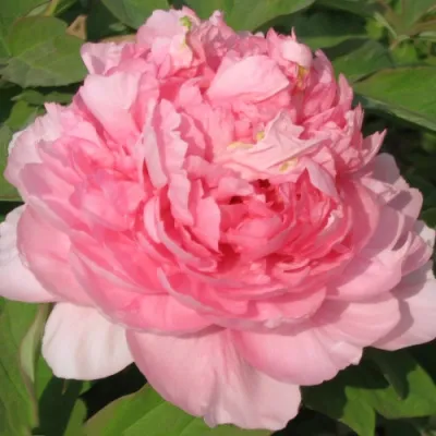 Пион ИМПЕРАТОРСКАЯ НАЛОЖНИЦА древовидный в Тамбове