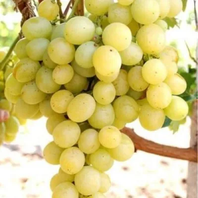 Виноград ТАЛИСМАН в Тамбове