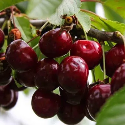 Вишня НОВОДВОРСКАЯ  Вишня НОВОДВОРСКАЯ в Тамбове