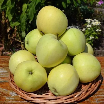 Яблоня ПАПИРОВКА в Тамбове