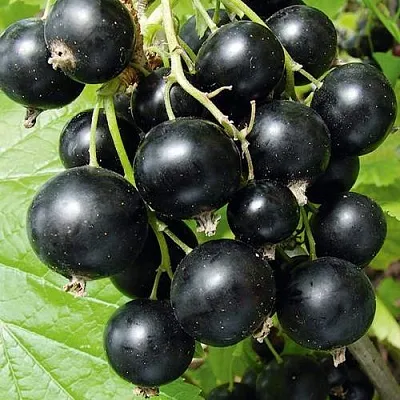 Смородина черная АРАПКА  Смородина черная АРАПКА в Тамбове