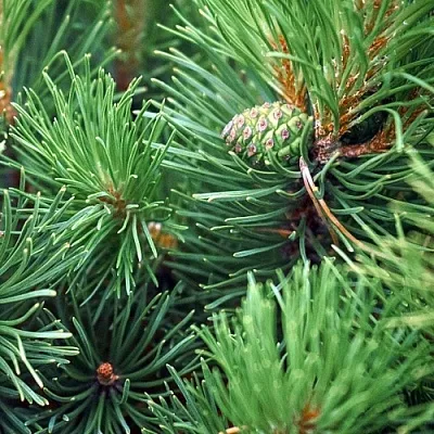 Сосна  Сосна в Тамбове