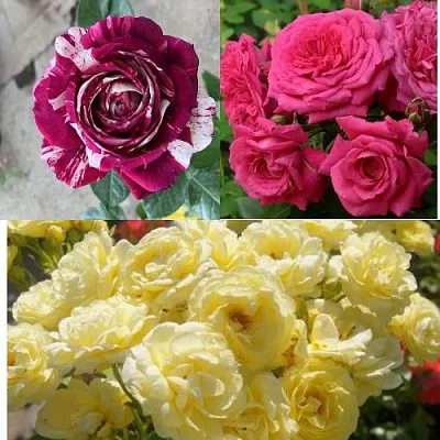 Комплект РОЗОВЫЙ АКЦЕНТ в Тамбове