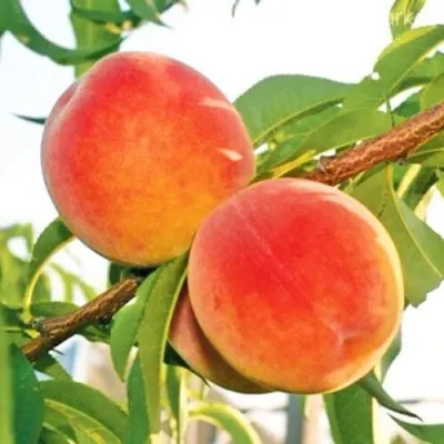 Персик ОНТАРИО — описание сорта Персик ОНТАРИО в Тамбове