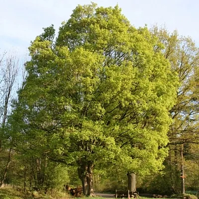 Клен полевой  Клен полевой в Тамбове