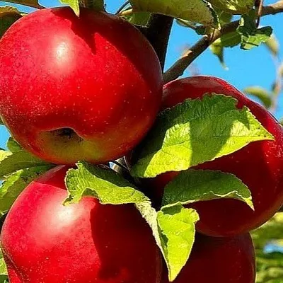 Зимние сорта в Тамбове