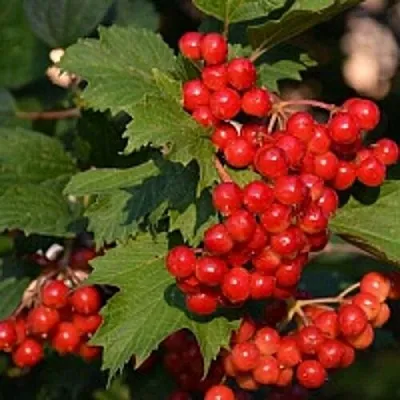 Калина  Калина в Тамбове