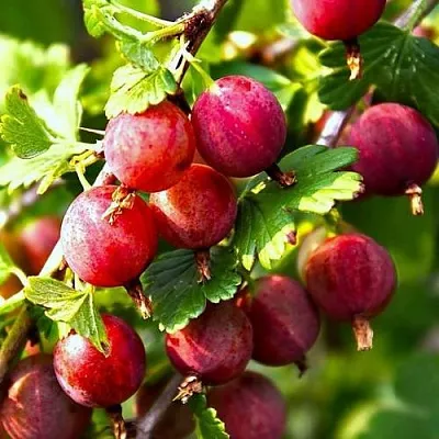 Крыжовник САДКО  Крыжовник САДКО в Тамбове