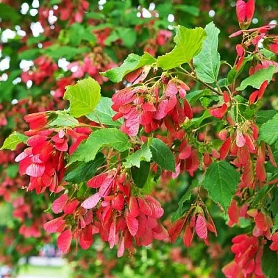 Клен татарский  Клен татарский в Тамбове