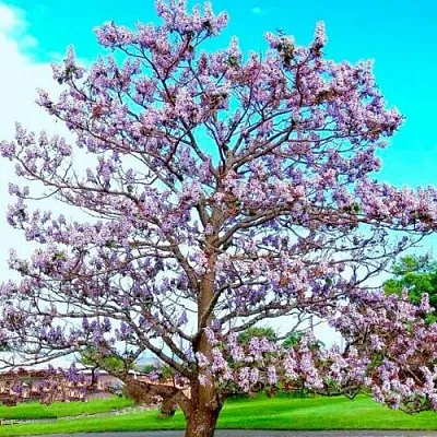 Павловния Павловния в Тамбове