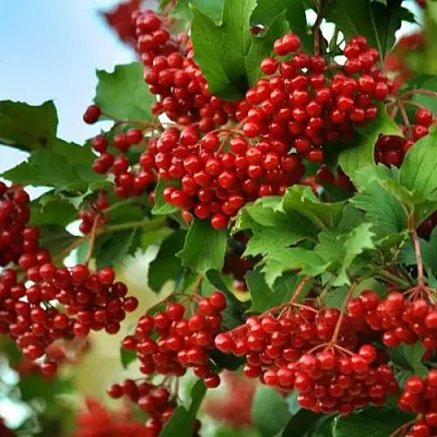 Калина ТАЕЖНЫЕ РУБИНЫ  Калина ТАЕЖНЫЕ РУБИНЫ в Тамбове