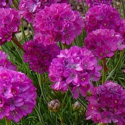 Армерия МОНИНГ СТАР ДИП РОУЗ в Тамбове