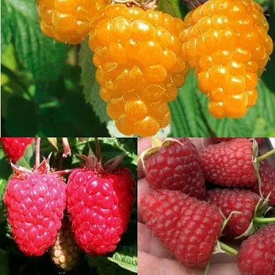 Комплект ЗОЛОТАЯ МАЛИНА в Тамбове