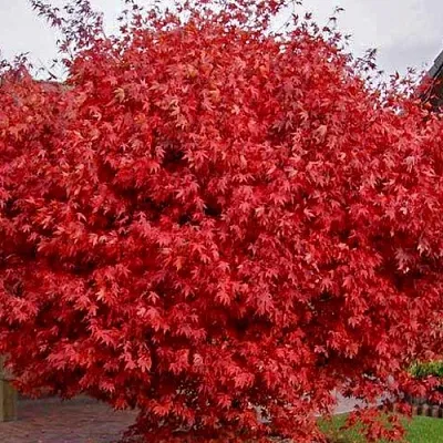 Клен гиннала   Клен гиннала  в Тамбове