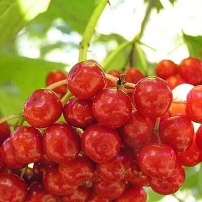 Калина КИЕВСКАЯ САДОВАЯ  Калина КИЕВСКАЯ САДОВАЯ в Тамбове