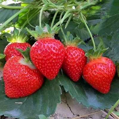 Клубника ТЕА  Клубника ТЕА в Тамбове