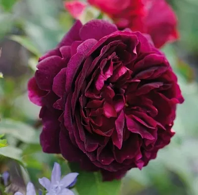 Саженцы роз МАНСТЕД ВУД английская  Саженцы роз МАНСТЕД ВУД английская в Тамбове