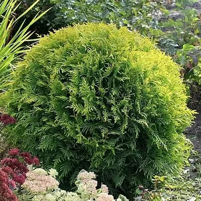 Туя ЕЛЛОУ ГЛОБ западная в Тамбове