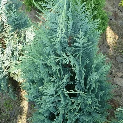 Кипарисовик КОЛУМНАРИС лавсона  Кипарисовик КОЛУМНАРИС лавсона в Тамбове