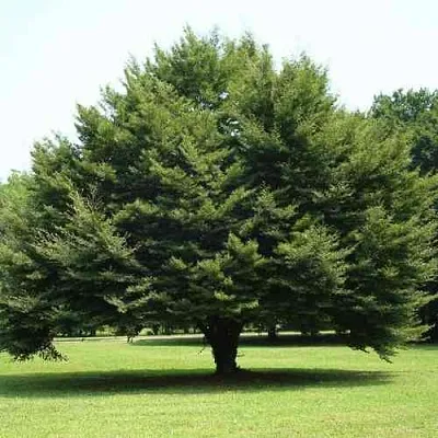 Бук обыкновенный  Бук обыкновенный в Тамбове