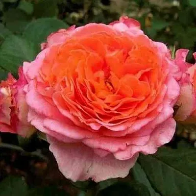 Саженцы роз НОТР ДАМ ДЮ РОЗЕР шраб  Саженцы роз НОТР ДАМ ДЮ РОЗЕР шраб в Тамбове