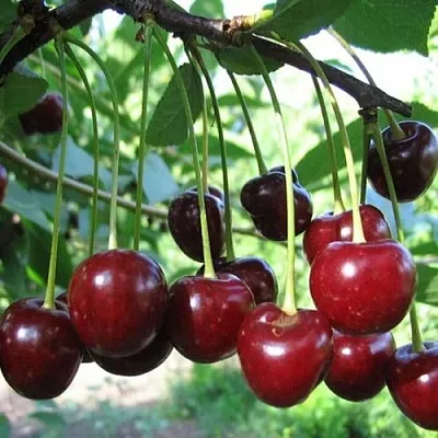 Вишня БЫСТРИНКА  Вишня БЫСТРИНКА в Тамбове