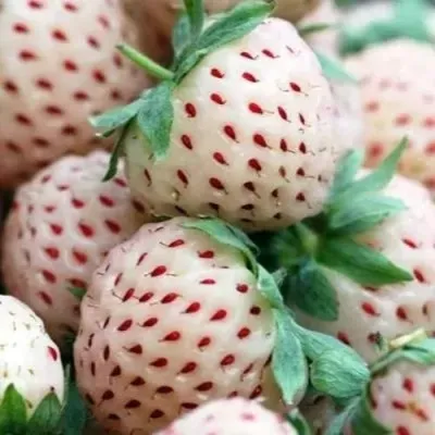 Клубника АНАНАСА ремонтантная в Тамбове