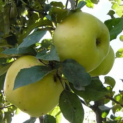 Яблоня Антоновка Обыкновенная в Тамбове