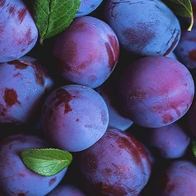 Слива  Слива в Тамбове