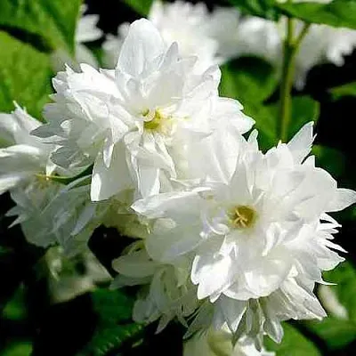 Жасмин ДАМ БЛАНШ в Тамбове