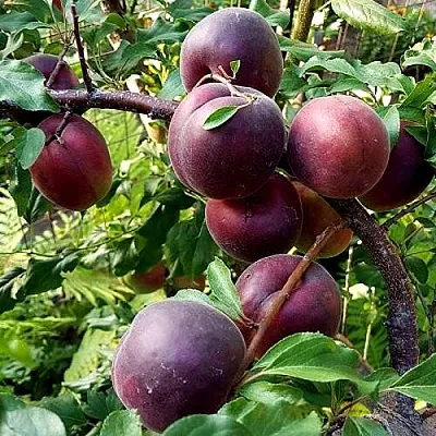 Шарафуга БЕЛЛА РОЯЛЬ в Тамбове