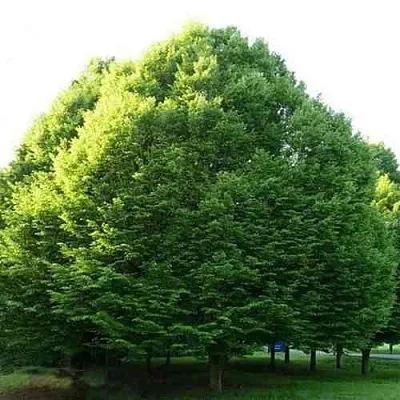 Граб японский в Тамбове