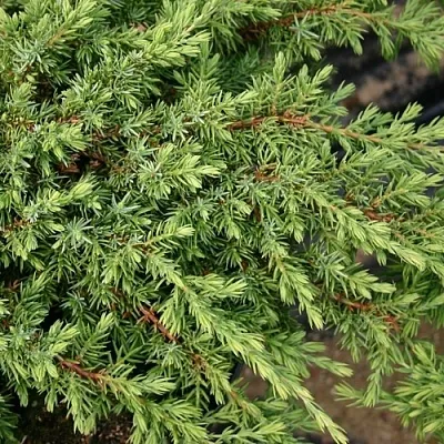 Можжевельник  Можжевельник в Тамбове