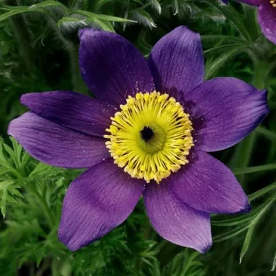 Прострел ПИНВИЛ БЛЮ ШЕЙДЕС в Тамбове