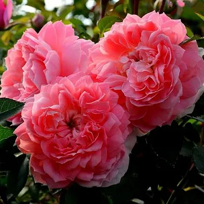 Саженцы роз ОЛЬГА шраб  Саженцы роз ОЛЬГА шраб в Тамбове