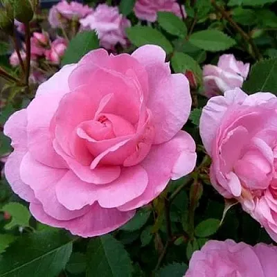 Саженцы роз ДЖОН ДЭВИС плетистая  Саженцы роз ДЖОН ДЭВИС плетистая в Тамбове