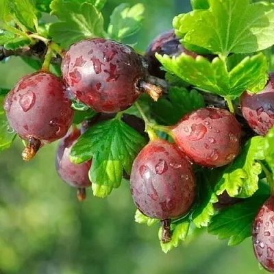 Крыжовник СЕРЕНАДА  Крыжовник СЕРЕНАДА в Тамбове