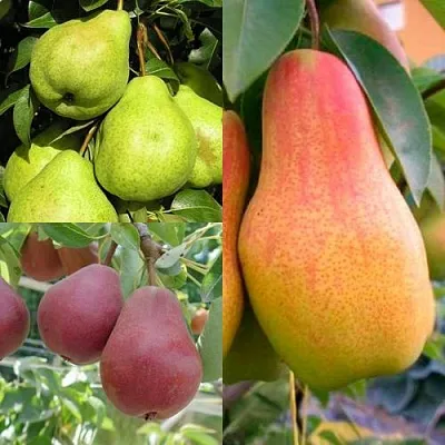 Комплект ГРУШЕВОЕ АССОРТИ в Тамбове