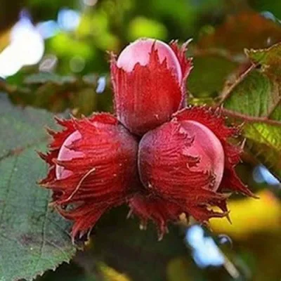 Фундук КРАСНЫЙ ЯНТАРЬ в Тамбове