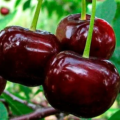 Дюк (черевишня)  Дюк (черевишня) в Тамбове