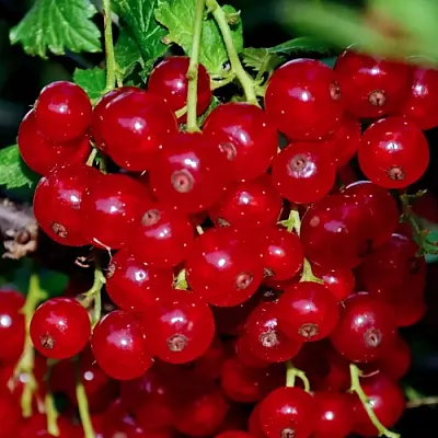 Смородина красная СЕРПАНТИН  Смородина красная СЕРПАНТИН в Тамбове