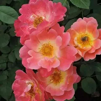 Саженцы роз ГЕРЦОГИНЯ ФРЕДЕРИКА шраб  Саженцы роз ГЕРЦОГИНЯ ФРЕДЕРИКА шраб в Тамбове